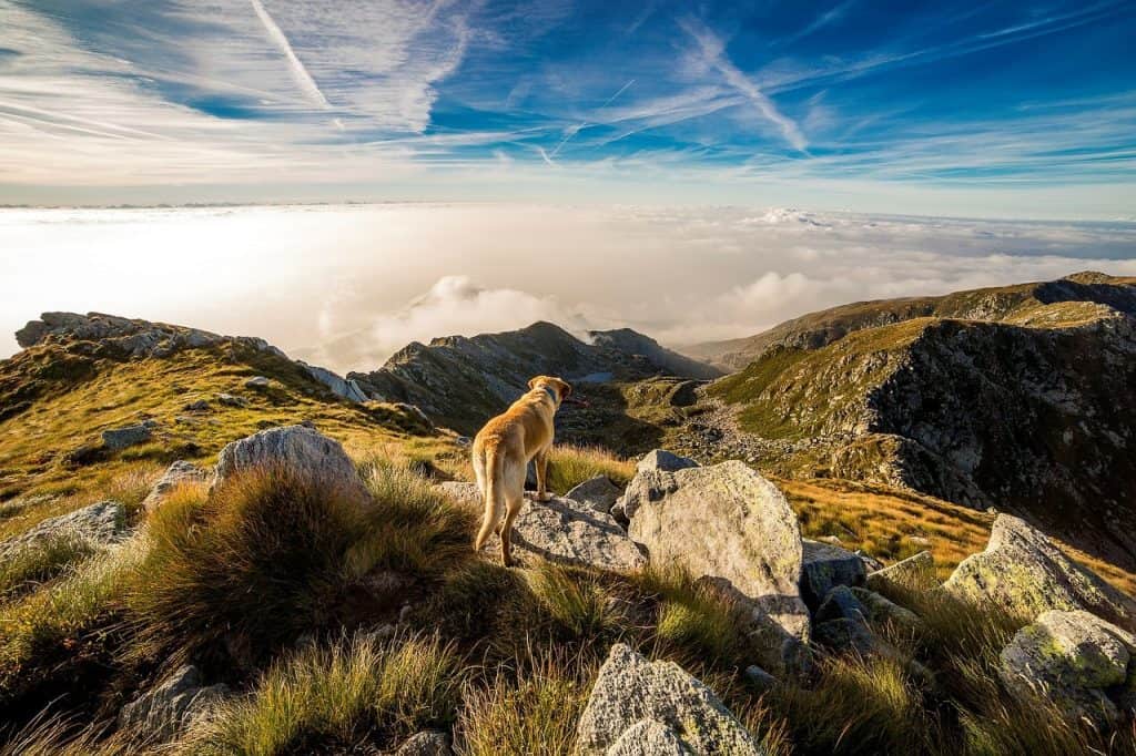 Travelling Europe with your dog- what do you need?