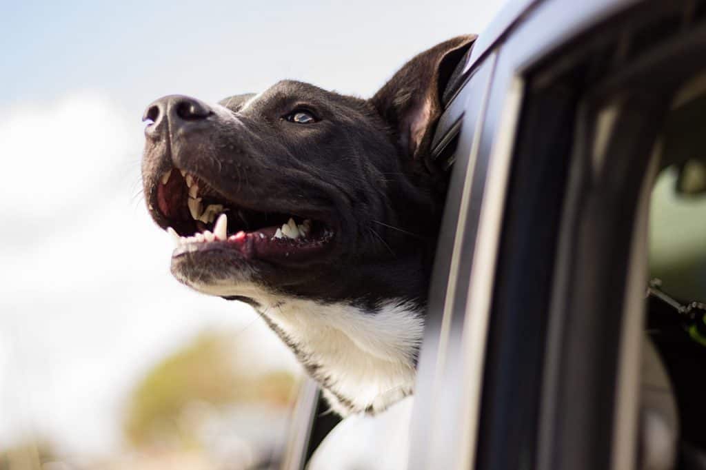 How long does it take to get a Pet Passport? What jabs does your dog need? How much does it cost? This guide answers all these questions and more so you can continue to enjoy your adventures with your favourite companion. #petpassport #petpassportdogs #petpassporttravel #pet #travel #dog #passport #roadtrip #UK #europe