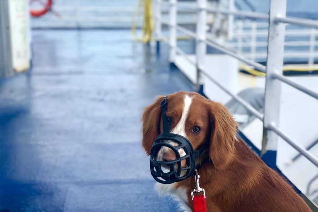 Taking a dog to France- Dog onboard Brittany Ferries with pet friendly cabin from UK to France