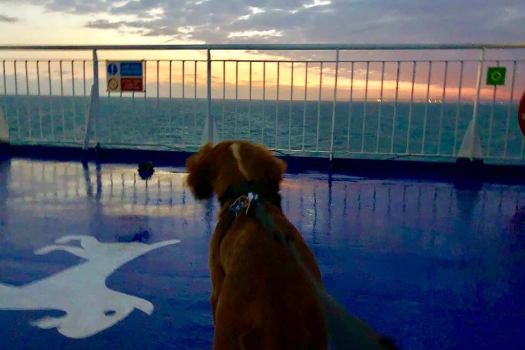 Dogs on Ferries- tips and tricks for taking dogs to France