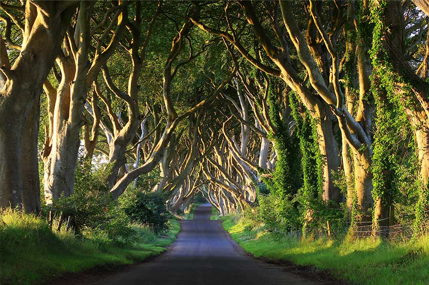 The Dark Hedges Road- Ireland.