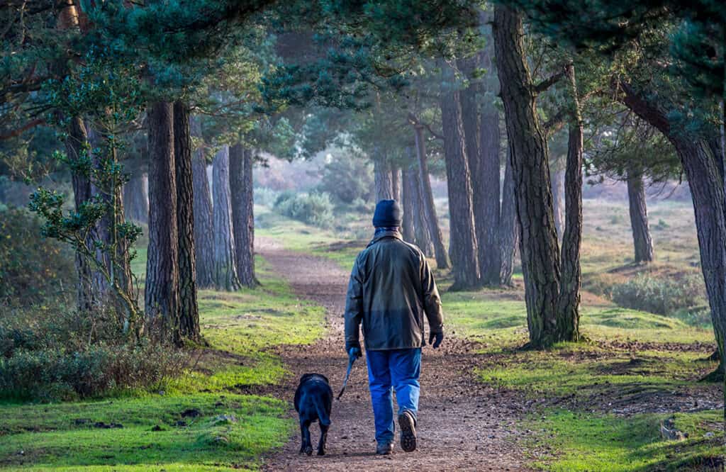 Walking in the New Forest- one of the best places to visit in Hampshire and Dorset